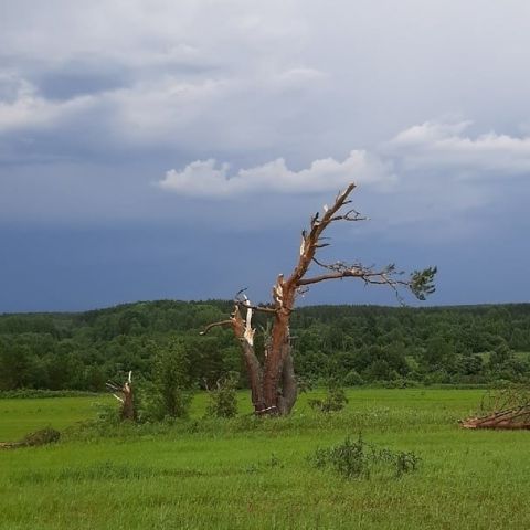 Гигантский смерч в Вологодской области повалил дерево возрастом 145 лет - фото 2