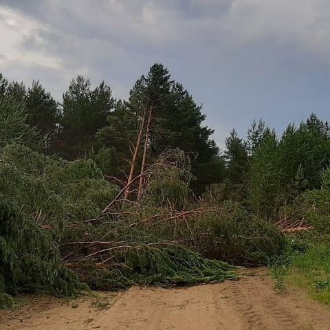 Гигантский смерч в Вологодской области повалил дерево возрастом 145 лет - фото 3