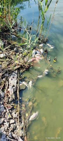 Мор рыбы в водоёме Краснодарского края, на тушка выловленных рыб красные пятна  - фото 1