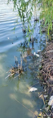 Мор рыбы в водоёме Краснодарского края, на тушка выловленных рыб красные пятна  - фото 2
