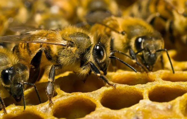 В Новосибирской области произошла массовая гибель пчел - фото 1