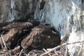 Гнездо беркута в Предбайкалье. Бердинг от “ЭкоГрада” - фото 1