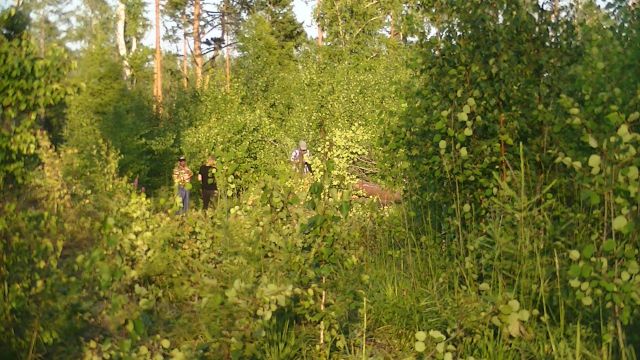 Лесная амнистия: круговая порука воровства на ничейной территории - фото 12