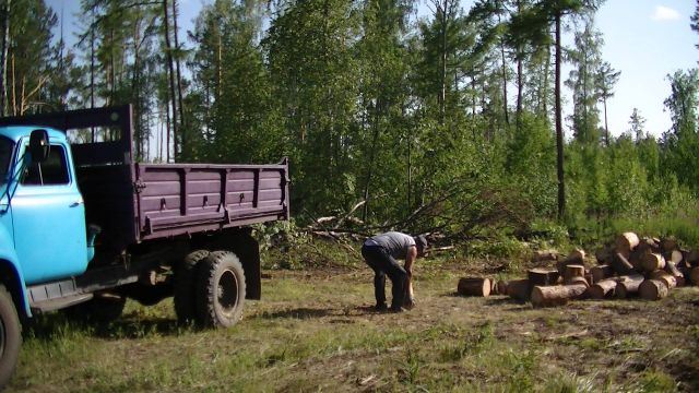 Лесная амнистия: круговая порука воровства на ничейной территории - фото 13