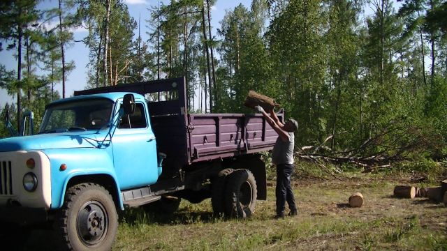 Лесная амнистия: круговая порука воровства на ничейной территории - фото 19