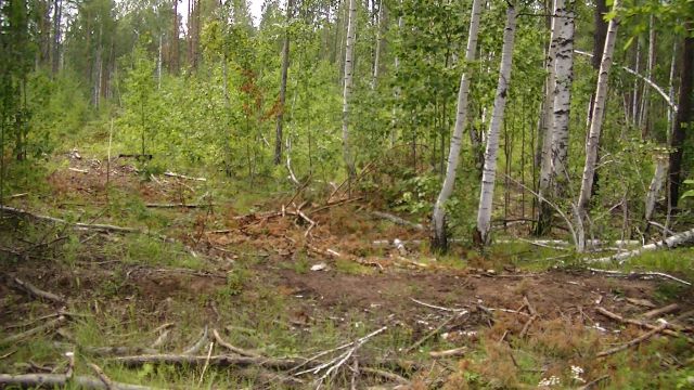 Лесная амнистия: круговая порука воровства на ничейной территории - фото 21