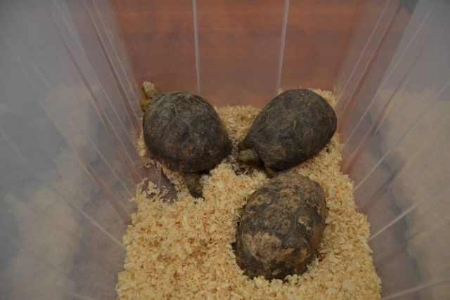 Мексиканских черепах спасли в Москве - фото 13