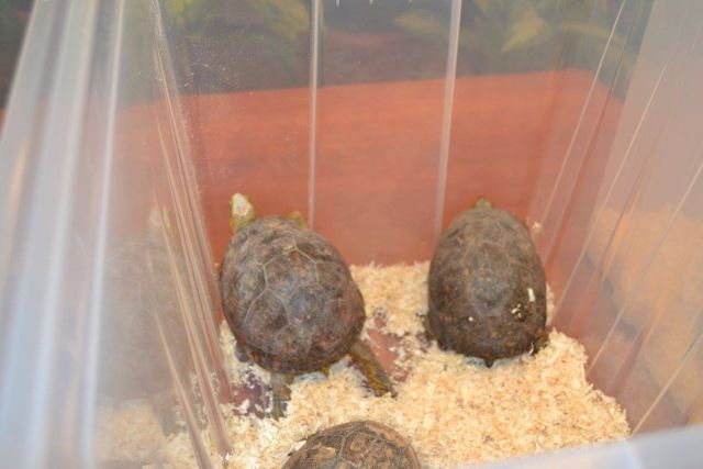 Мексиканских черепах спасли в Москве - фото 20