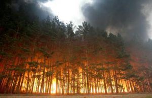 Forest fire 01