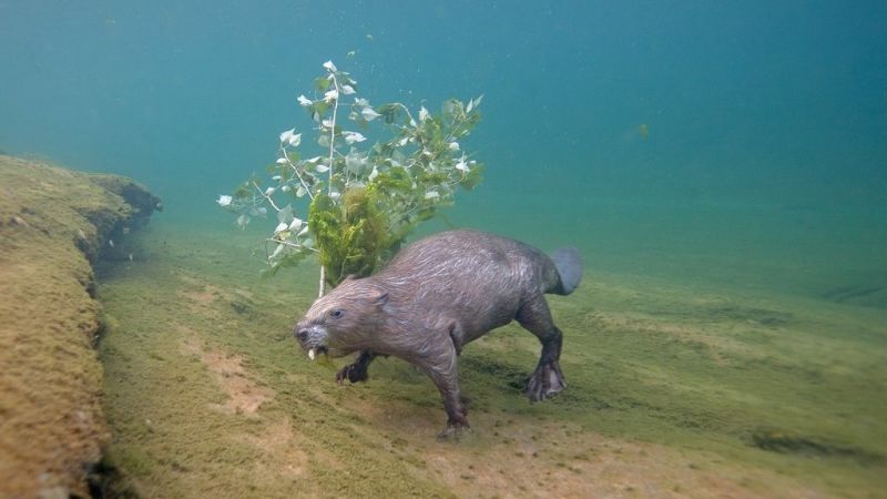 Фотограф четыре года сидел в  воде  ради одного кадра  - фото 1