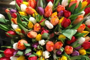 tulip2