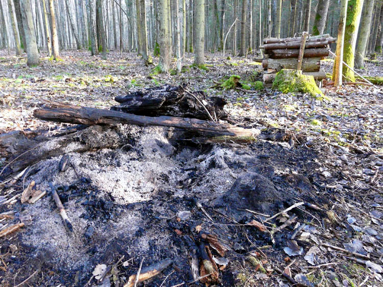 В Ярославской области государственные лесные инспекторы проверяют места рубок - фото 1