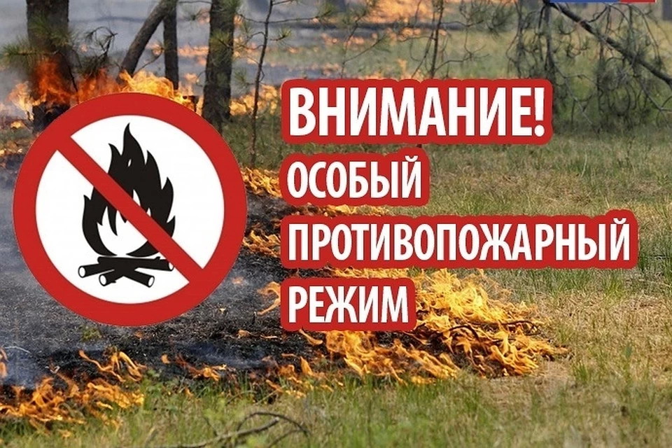 В лесах Брянской области введен особый противопожарный режим - фото 1