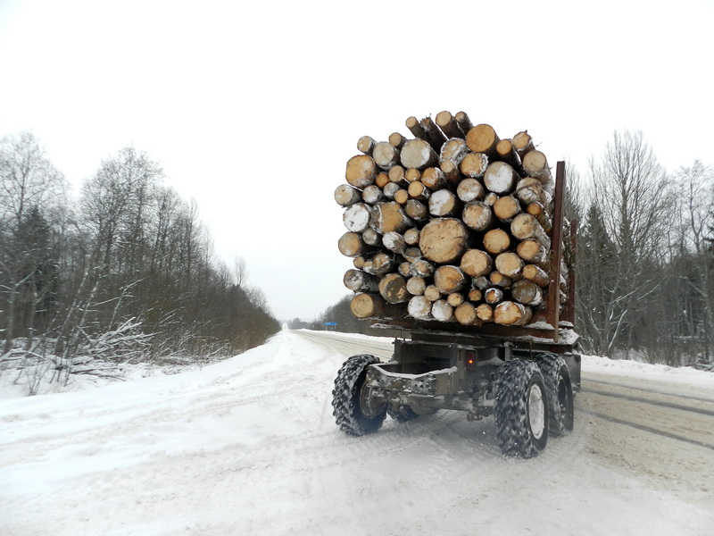 В Большесельском лесничестве объем древесины, отпущенной для нужд граждан, сократился в 2 раза - фото 1