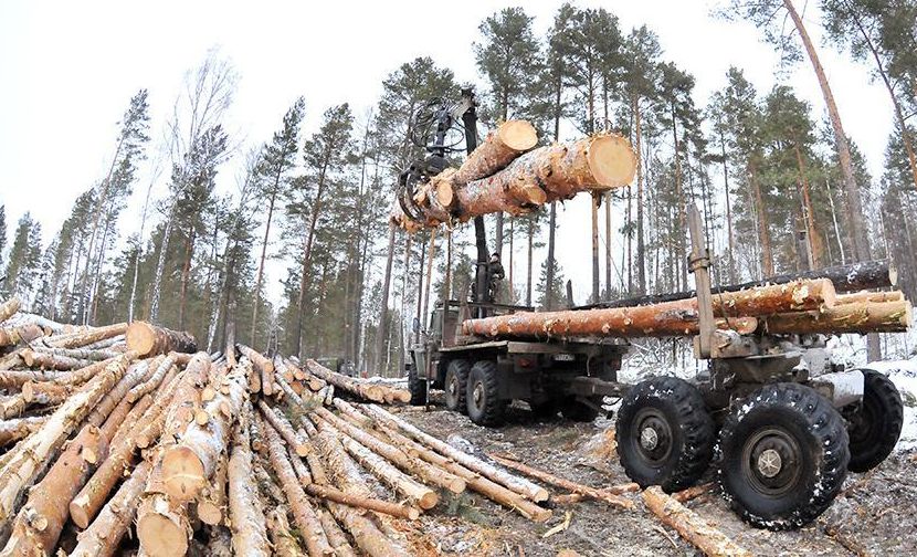 Будущие лесоводы посетили Костромское лесничество - фото 1