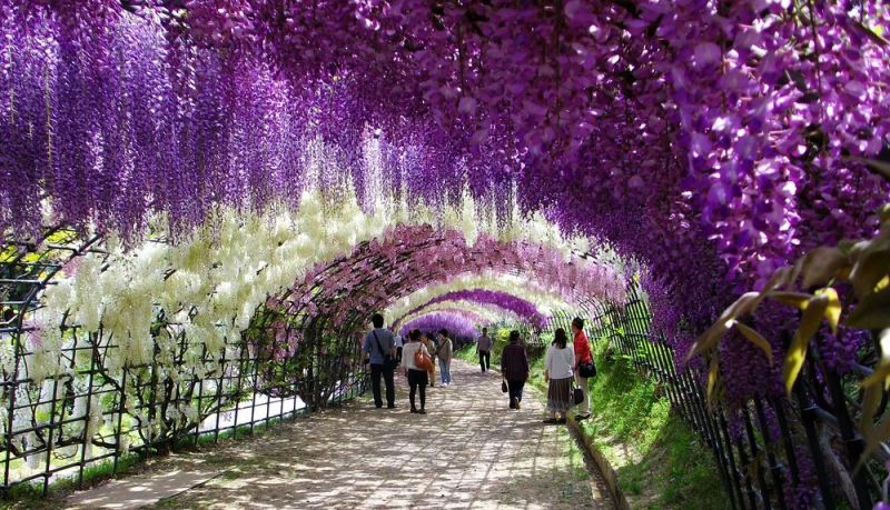 Японский сад цветов Kawachi Fuji Garden - фото 2