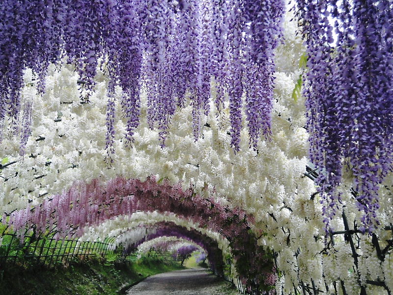 Японский сад цветов Kawachi Fuji Garden - фото 4