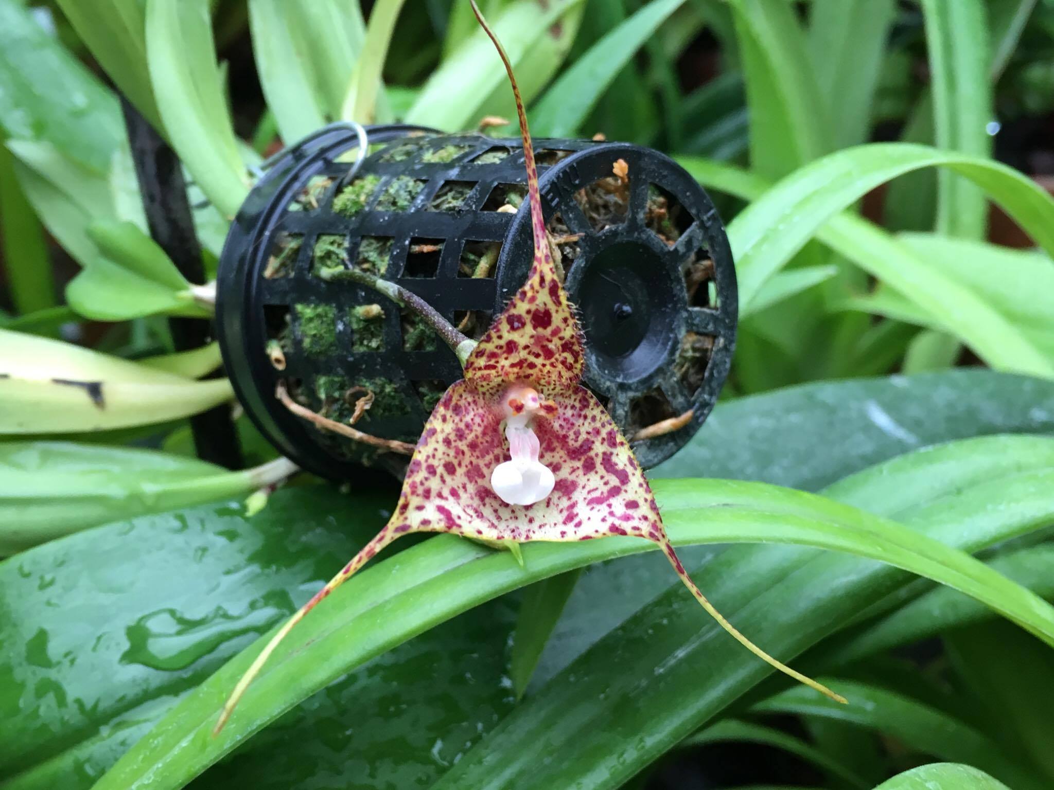 Редкие тропические орхидеи Аптекарский огород