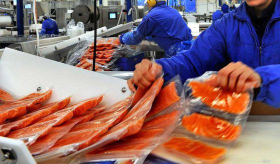  Рыба массового поражения: шокирующие факты о норвежском лососе - фото 1