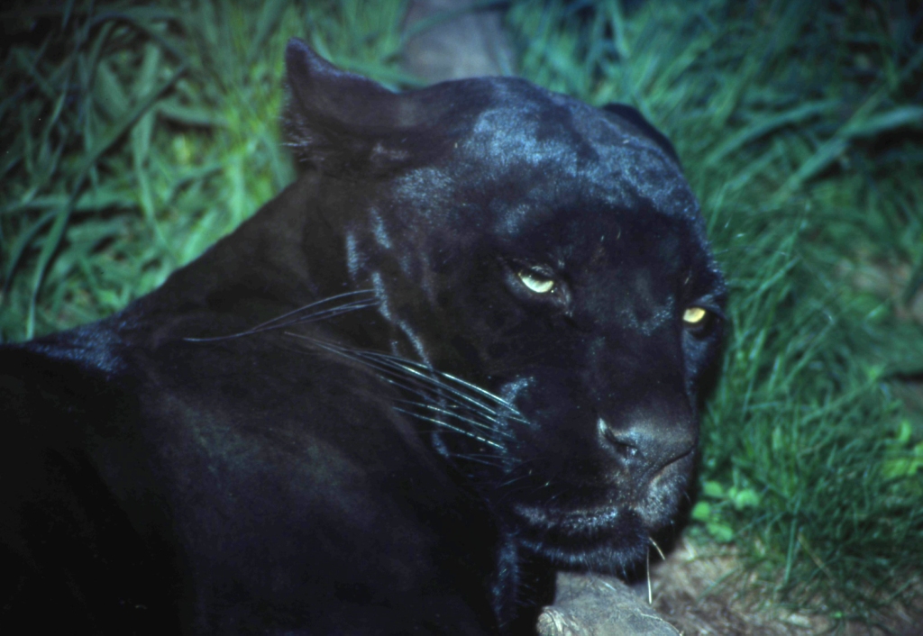 Черная пантера-призрак ночи из священного леса.