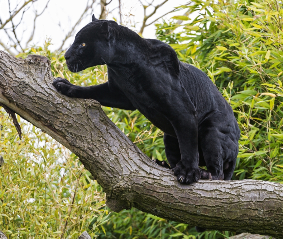  Черная пантера-призрак ночи из священного леса  - фото 1