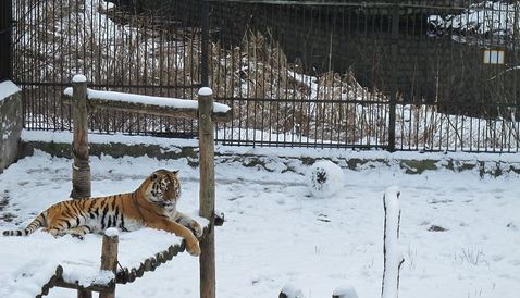  В Калининградском зоопарке тигрица Таня лепит снеговиков (видео)  - фото 1