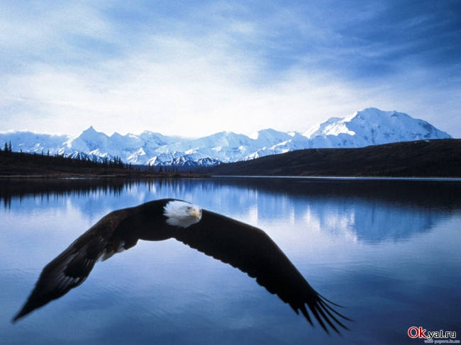 1226403761 bald-eagle-in-flight-denali-national-park-alaska