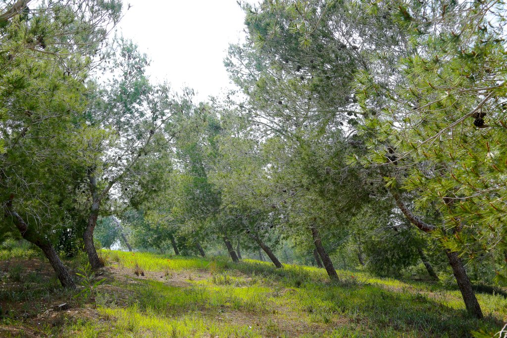 Израиль леса фото
