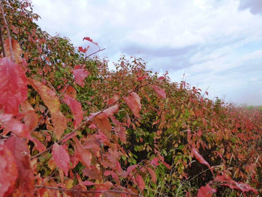  Рыжая бестия-Осень  - фото 14