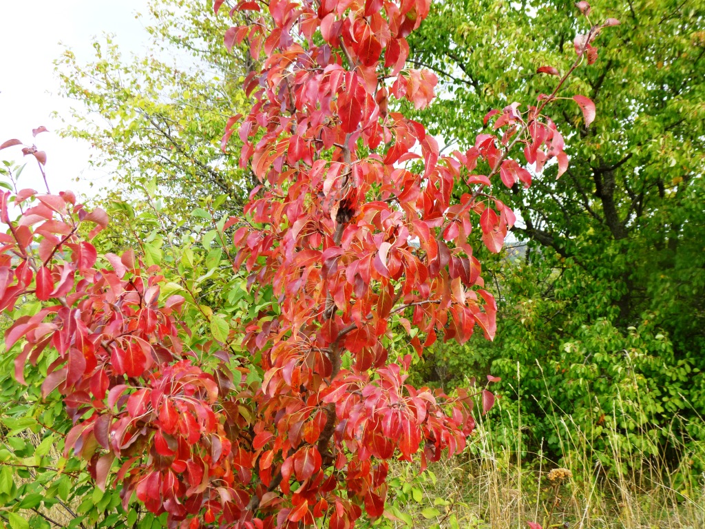  Рыжая бестия-Осень  - фото 26