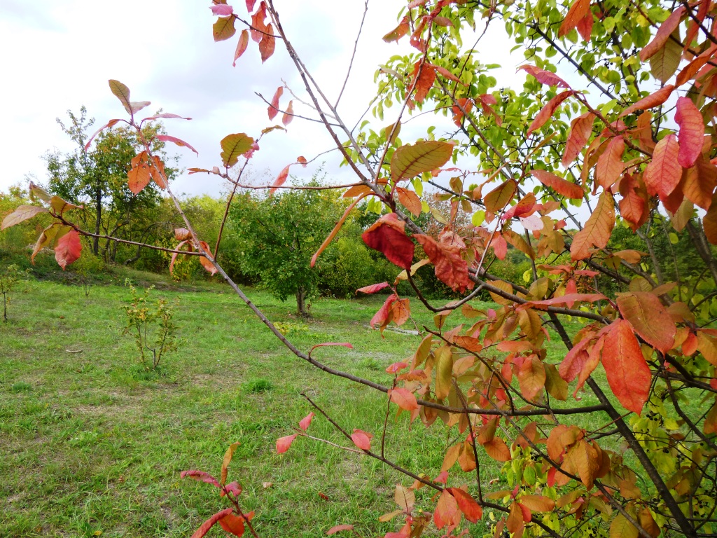  Рыжая бестия-Осень  - фото 38