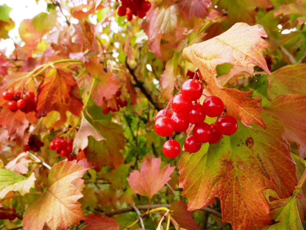 Рыжая бестия-Осень  - фото 54