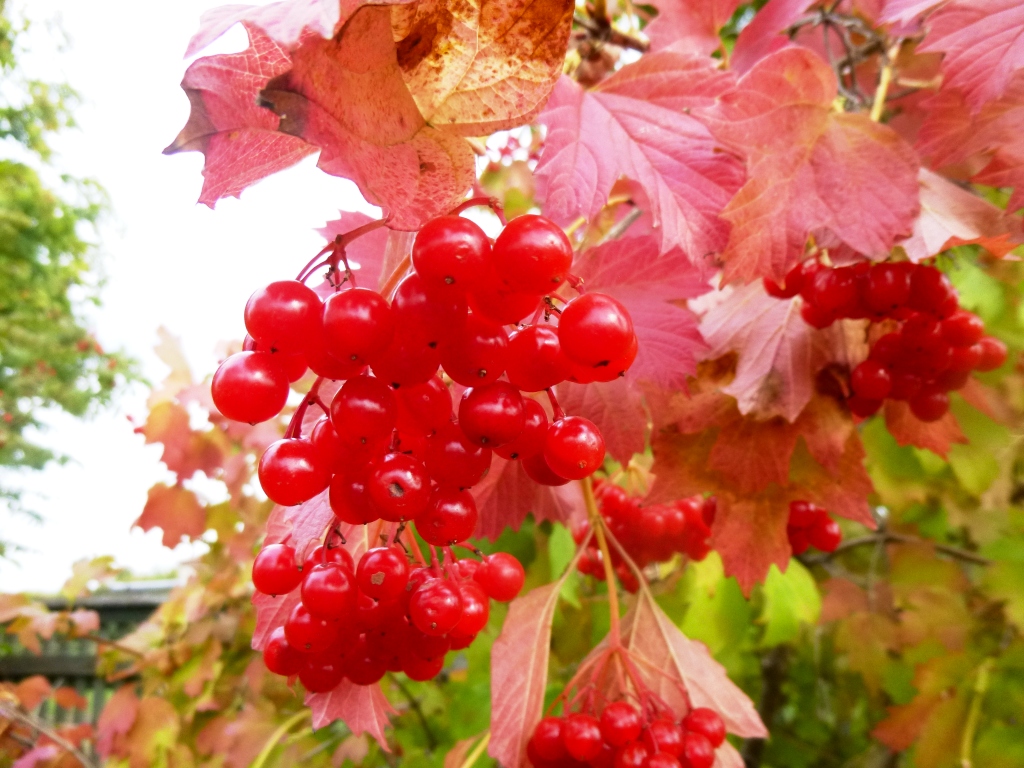  Рыжая бестия-Осень  - фото 56