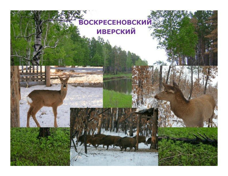  Выступление Ковальчука И.В. на пленарном заседании WEB – конференции Минприроды «Особо охраняемые природные территории как стратегический элемент для развития экологического туризма в Российской Федерации»  - фото 7