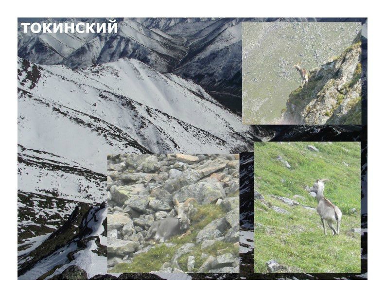  Выступление Ковальчука И.В. на пленарном заседании WEB – конференции Минприроды «Особо охраняемые природные территории как стратегический элемент для развития экологического туризма в Российской Федерации»  - фото 9