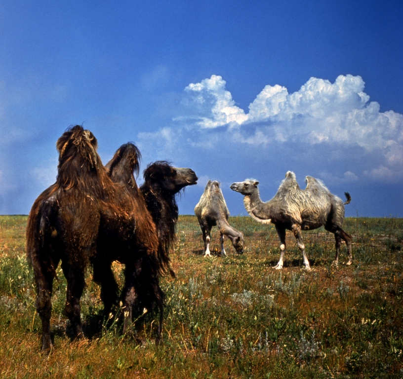 Верблюд  – корабль пустынь. Василий Климов - фото 18