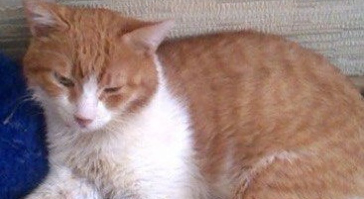  История смелого рыжего кота, заболевшего страшной болезнью - фото 1