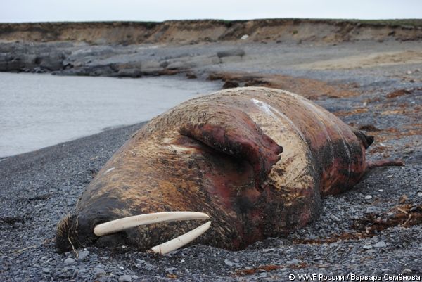  Болезни атлантических моржей вызваны загрязнением Печорского моря - фото 2