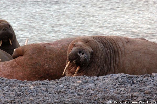  Болезни атлантических моржей вызваны загрязнением Печорского моря - фото 3