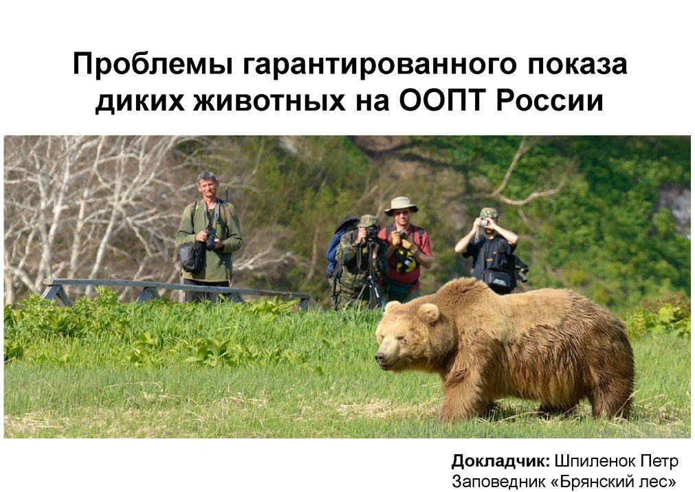 Шпиленок гарантированный показ 1