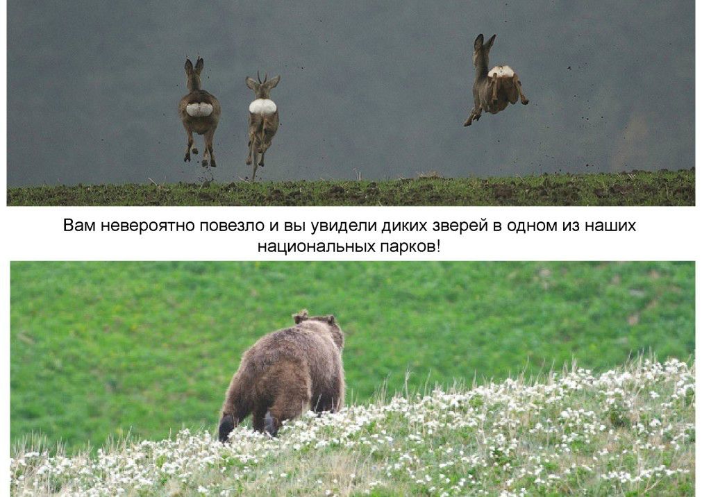  Выступление Шпиленок П.И на  круглом столе «Современное состояние и перспективы развития экологического туризма на ООПТ»  - фото 3