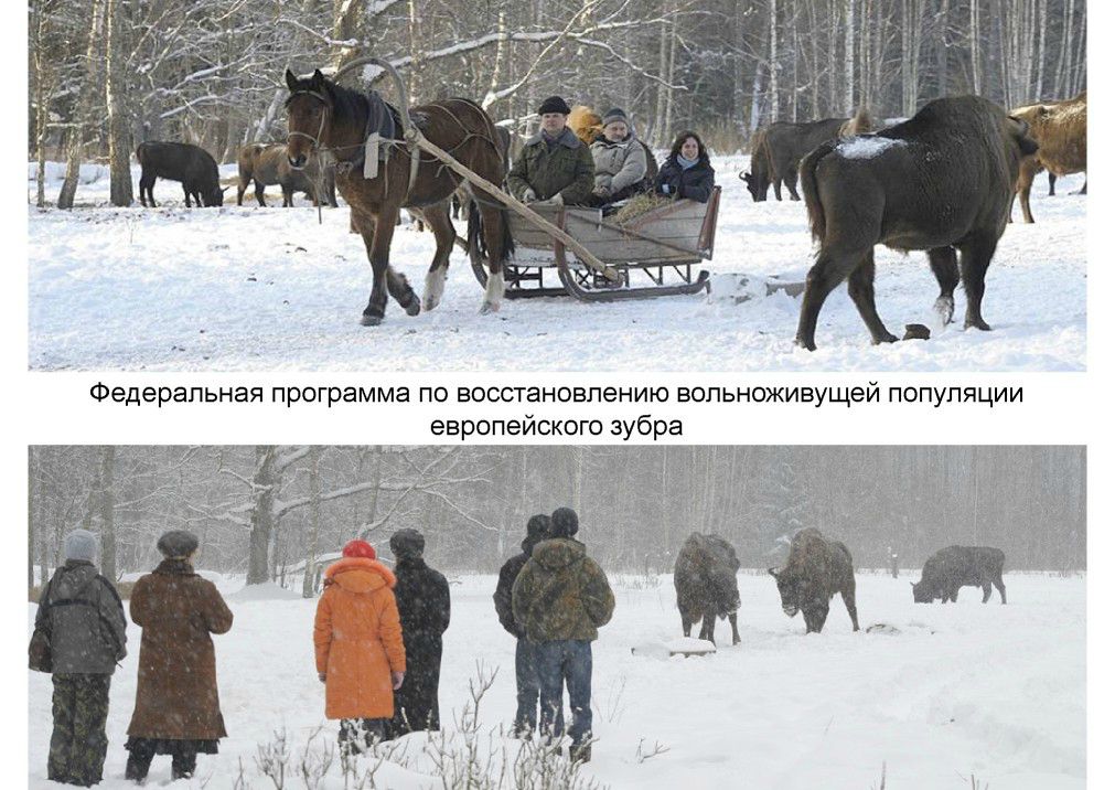  Выступление Шпиленок П.И на  круглом столе «Современное состояние и перспективы развития экологического туризма на ООПТ»  - фото 7