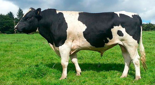 Holstein-Friesian-Cattle-2