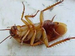  Ученые предложили жителям развивающихся стран питаться тараканами  - фото 1