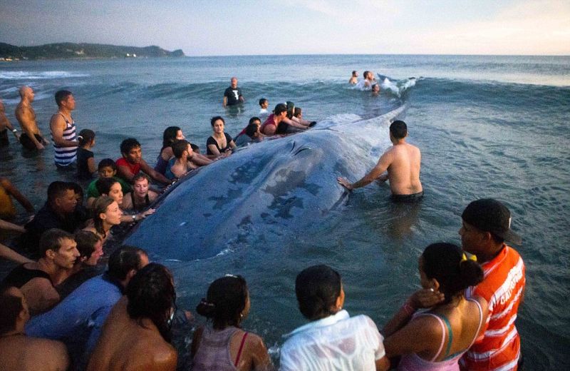 Затолкать кита обратно в море - задача не из легких  - фото 3