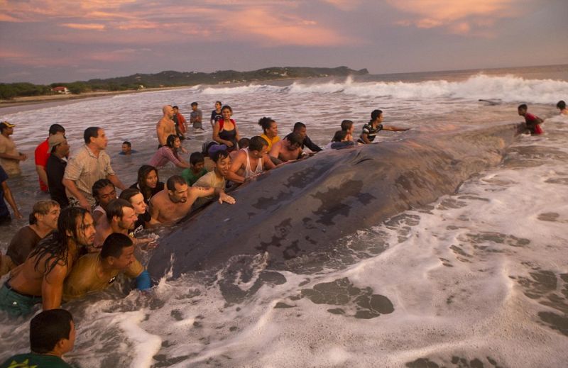  Затолкать кита обратно в море - задача не из легких  - фото 1