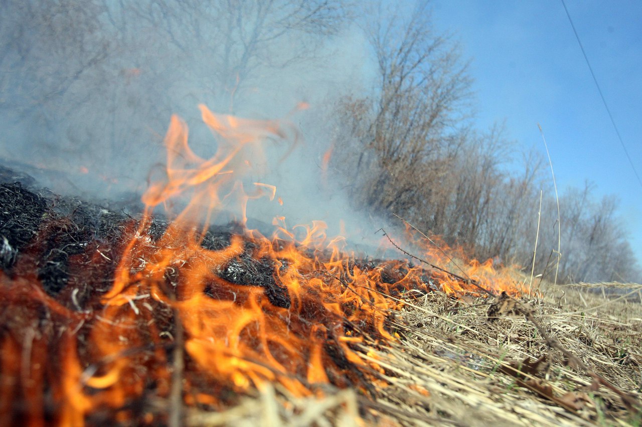 Воронежские лесные пожарные помогают тушить ландшафтные пожары - фото 1