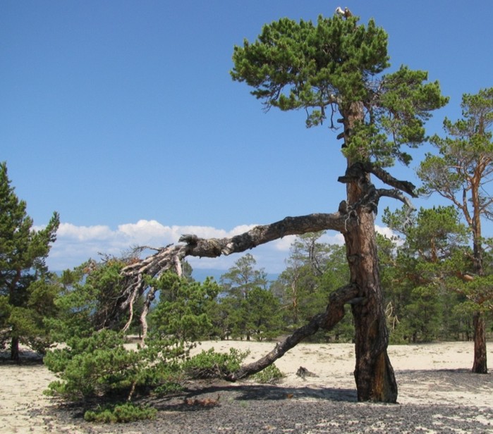 Судьба Шаманского леса определит и будущее Байкала  - фото 7