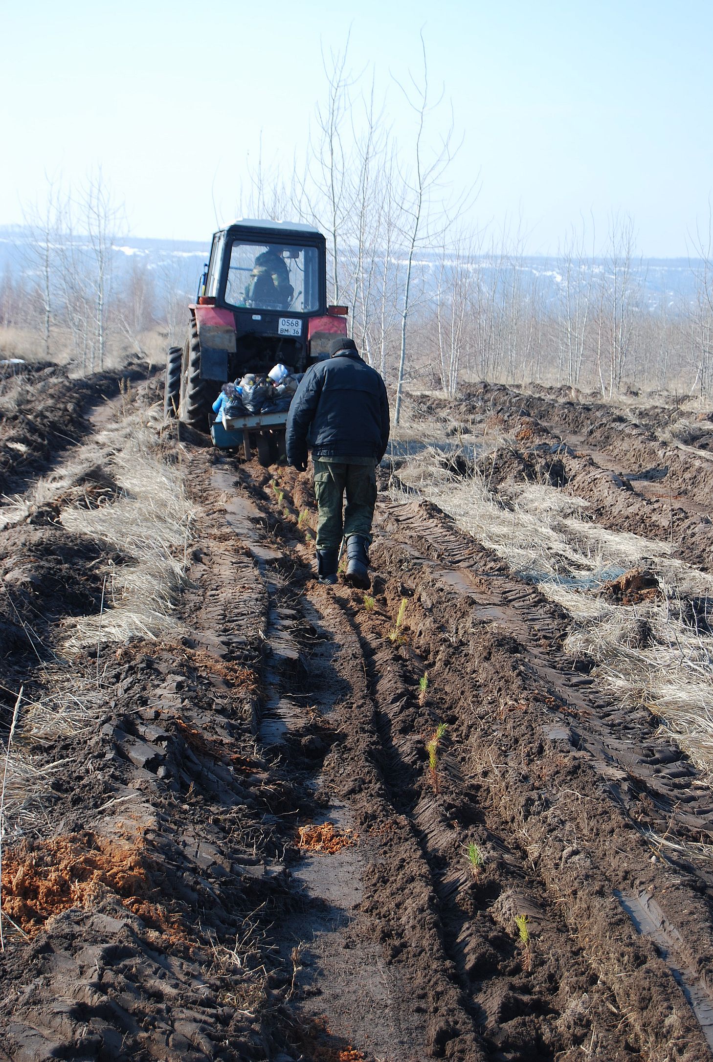 В лесничествах Воронежской области началась осенняя кампания по посадке леса - фото 1