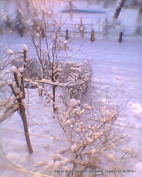 "Фото из окна". Зима, Ташкент 09.02.2014 - фото 4